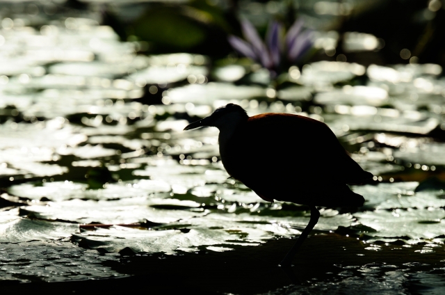 soku_15525.jpg :: アフリカレンカク 掛川花鳥園 