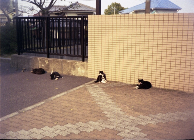soku_15531.jpg :: 動物 哺乳類 猫 ネコ 銀塩 フィルム ハーフ判 