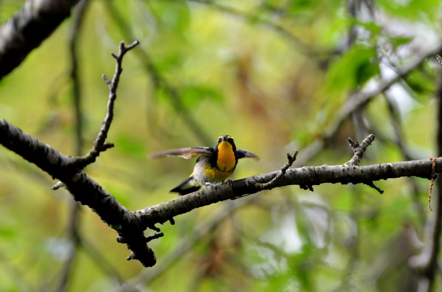 soku_15589.jpg :: 動物 鳥 野山の鳥 キビタキ 