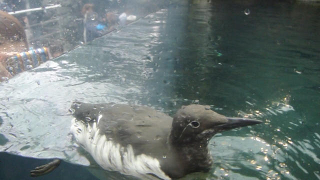 soku_15605.jpg :: 水族館 アクアマリンふくしま 