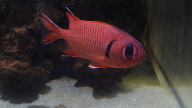 soku_15607.jpg :: 水族館 アクアマリンふくしま 