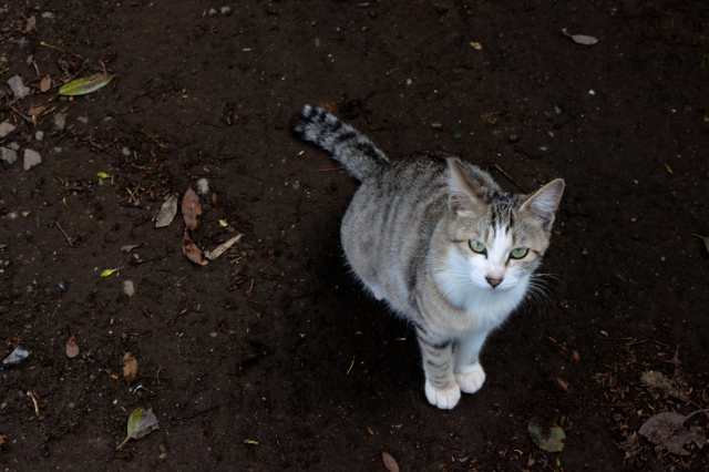 soku_15642.jpg :: 動物 哺乳類 猫 ネコ 