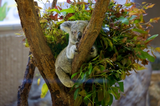 soku_15646.jpg :: 動物園 金沢動物園 動物 哺乳類 コアラ 