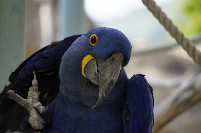 soku_15665.jpg :: 動物 鳥 オウム 