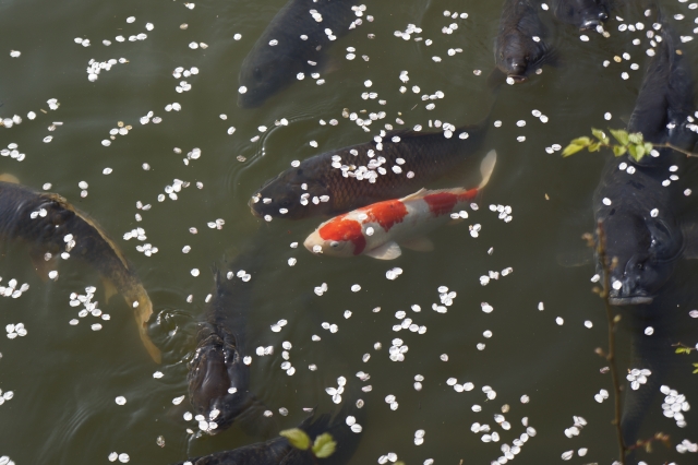 soku_15688.jpg :: 動物 魚類 鯉 コイ 桜の花びら 