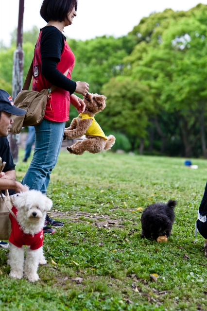 soku_15763.jpg :: 動物 哺乳類 犬 イヌ トイプードル 人物 女性 公園 