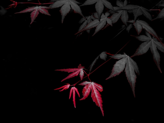 soku_16028.jpg :: 風景 自然 紅葉 赤い紅葉 