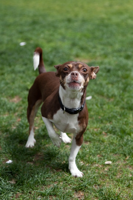 soku_16040.jpg :: ボストン チワワ 動物 哺乳類 犬 イヌ 