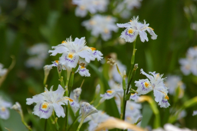 soku_16063.jpg :: 植物 花 シャガ 