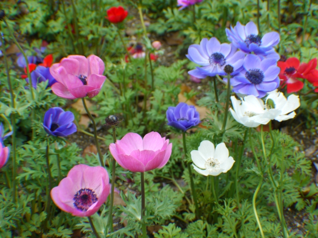 soku_16066.jpg :: 植物 花 ヒナゲシ ポピー 