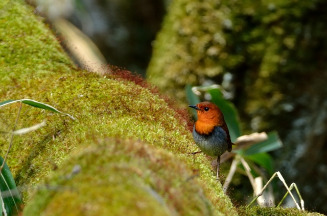 soku_16094.jpg :: 動物 鳥 野山の鳥 コマドリ 