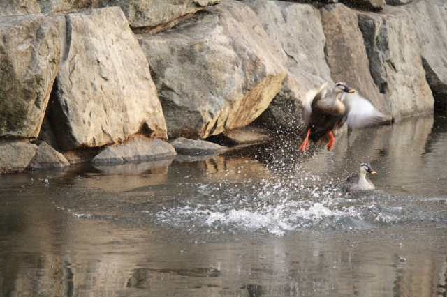 soku_16189.jpg :: Canon 60D 鳥 