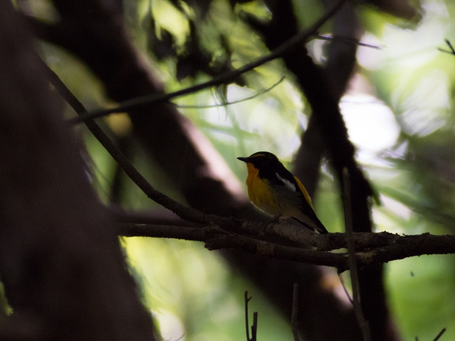 soku_16326.jpg :: 動物 鳥 野山の鳥 キビタキ 現像 