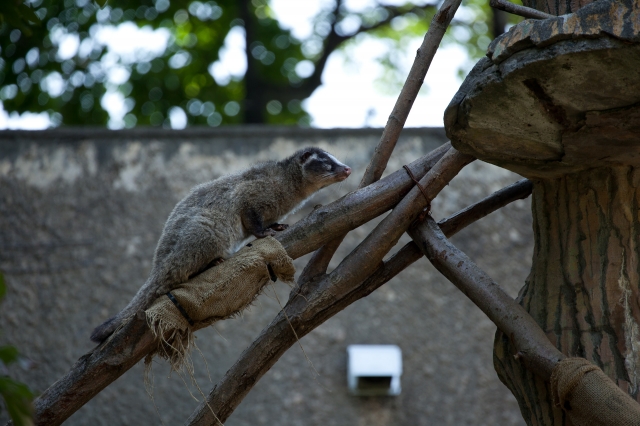 soku_16522.jpg :: 動物 哺乳類 白鼻芯 ハクビシン 