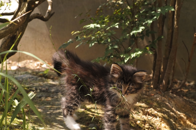 soku_16529.jpg :: SD1 猫 ネコ 御誕生寺 