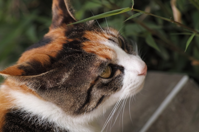 soku_16530.jpg :: SD1 猫 ネコ 御誕生寺 