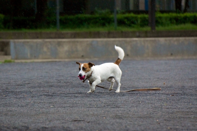 soku_16573.jpg :: 動物 哺乳類 犬 イヌ 
