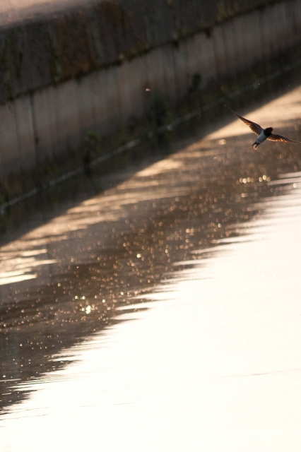 soku_16685.jpg :: ツバメ 動物 鳥 