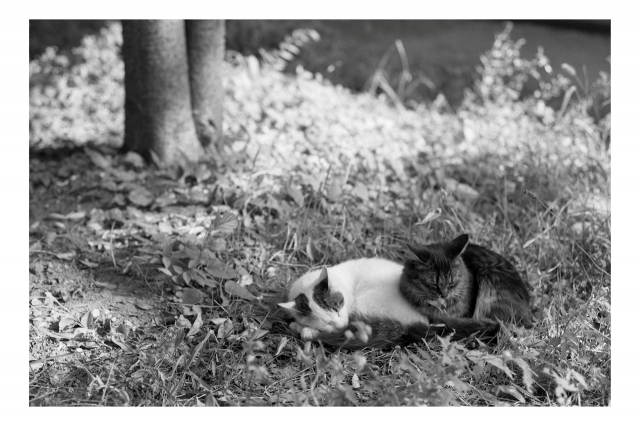 soku_16702.jpg :: 動物 哺乳類 猫 ネコ 銀塩 フィルム 白黒 モノクロ 