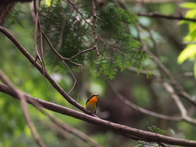 soku_16777.jpg :: 動物 鳥 野山の鳥 キビタキ 