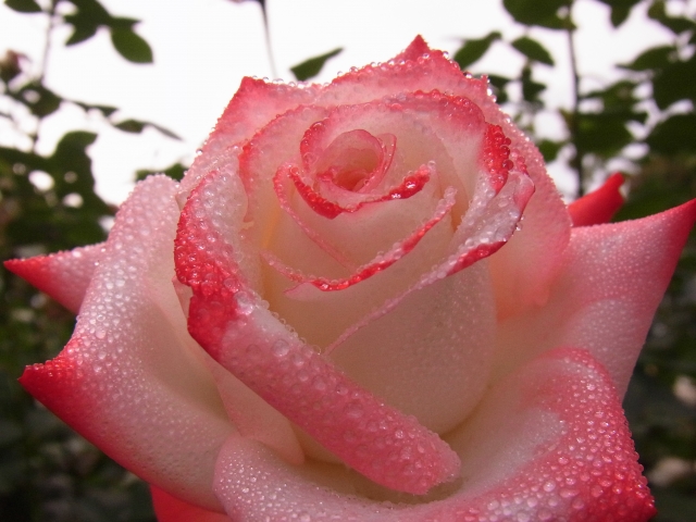soku_16793.jpg :: 植物 花 薔薇 バラ 風景 自然 水滴 