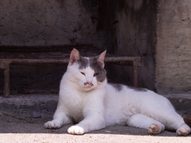 soku_16819.jpg :: 動物 哺乳類 猫 ネコ 