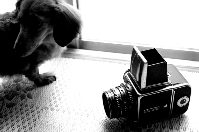 soku_16831.jpg :: Hasselblad 中版カメラ 犬 モノクロ 銀塩 