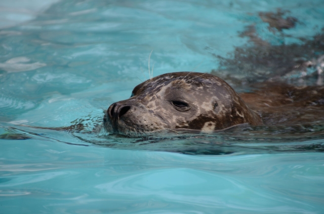 soku_16881.jpg :: 上野動物園 動物 海の生物 アザラシ アシカ 