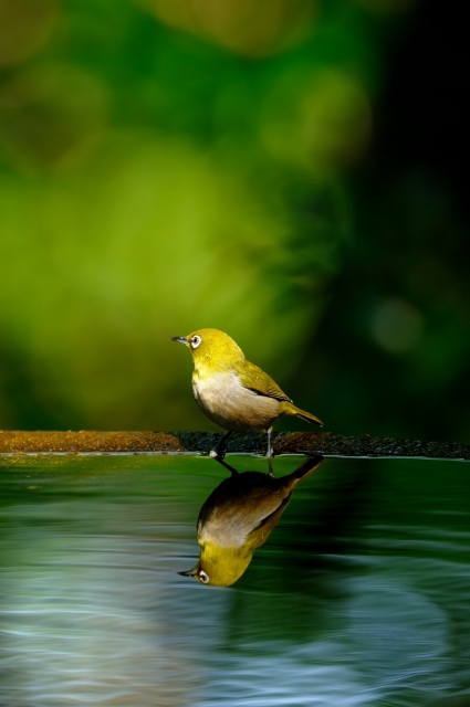 soku_16904.jpg :: 動物 鳥 野山の鳥 メジロ 