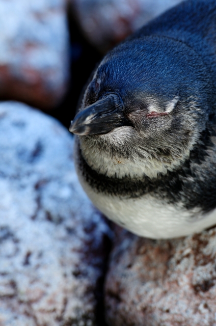 soku_16934.jpg :: 掛川花鳥園 ケープペンギン 