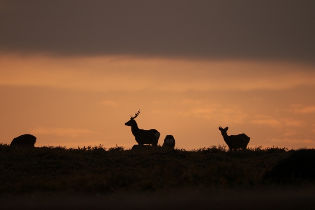 soku_16991.jpg :: 鹿 動物 夕焼け 