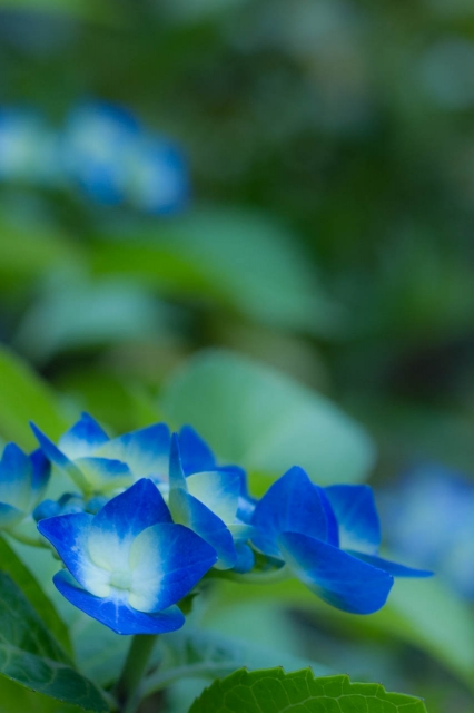 soku_17218.jpg :: 植物 花 アジサイ 青い花 