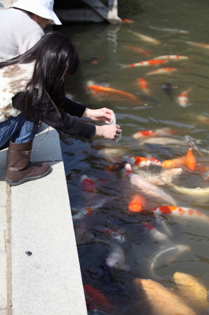soku_17222.jpg :: 幼女 鯉 風景 自然 池 鯉 