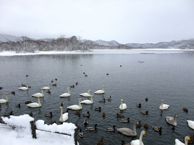 soku_17388.jpg :: 北海道 動物 鳥 白鳥 ハクチョウ 