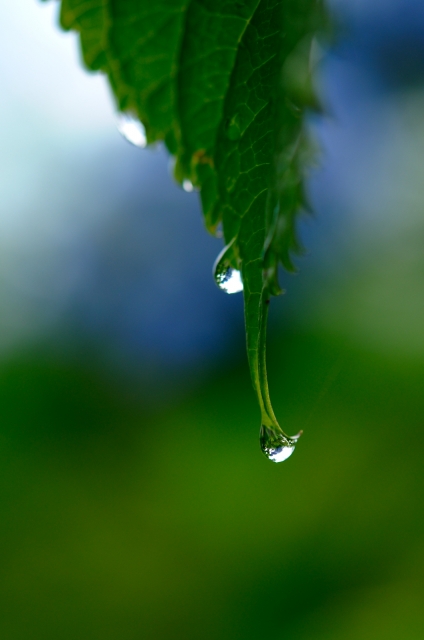 soku_17418.jpg :: 植物 花 紫陽花 アジサイ 緑 