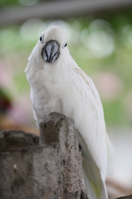 soku_17433.jpg :: 鳥 インコ 