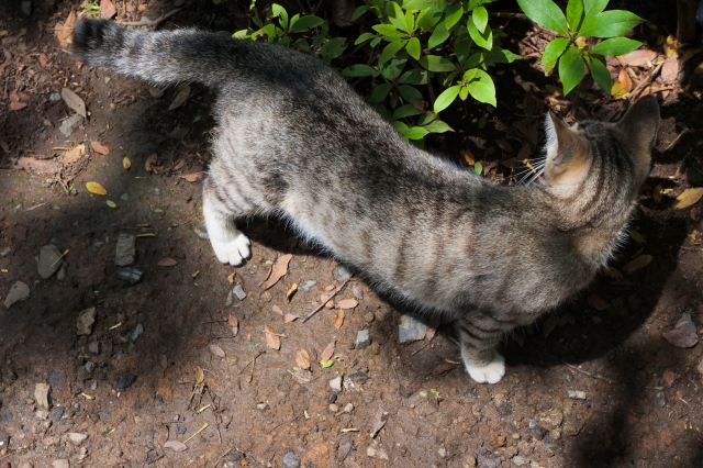soku_17437.jpg :: 木漏れ日 動物 哺乳類 猫 ネコ 