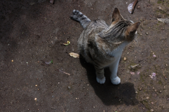 soku_17440.jpg :: 動物 哺乳類 猫 ネコ 