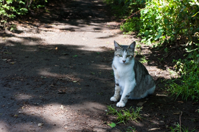 soku_17441.jpg :: 動物 哺乳類 猫 ネコ 