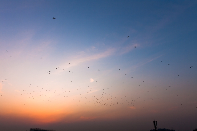 soku_17445.jpg :: 空 鳥 夕焼け 雲 