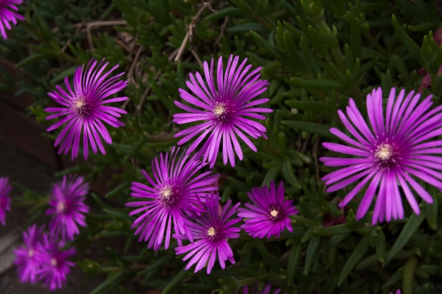 soku_17487.jpg :: 植物 花 紫の花 
