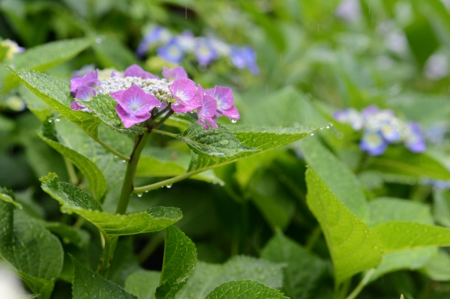soku_17502.jpg :: 雨 植物 花 紫陽花 アジサイ 