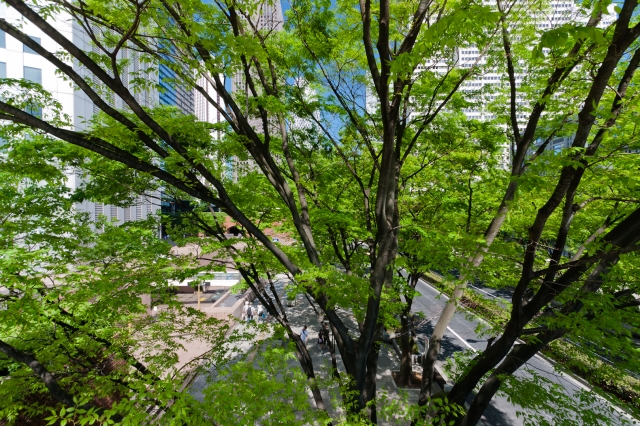 soku_17507.jpg :: 新宿 都市の風景 新緑 コクーンビル 