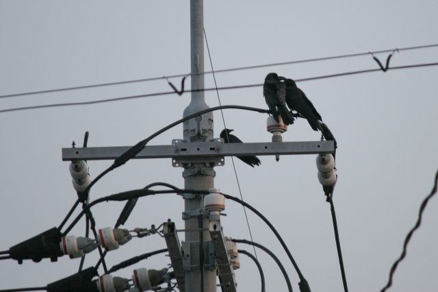 soku_17529.jpg :: 動物 鳥 カラス 建築 建造物 電柱 電線 