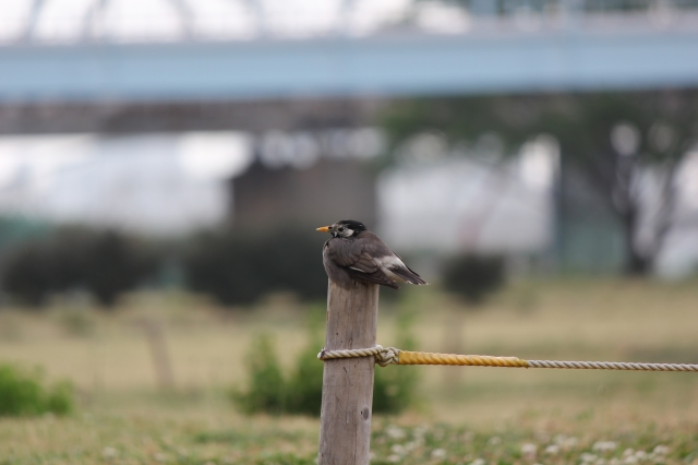 soku_17545.jpg :: 動物 鳥 野山の鳥 ムクドリ 