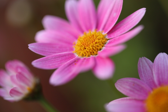 soku_17557.jpg :: 植物 花 ピンクの花 