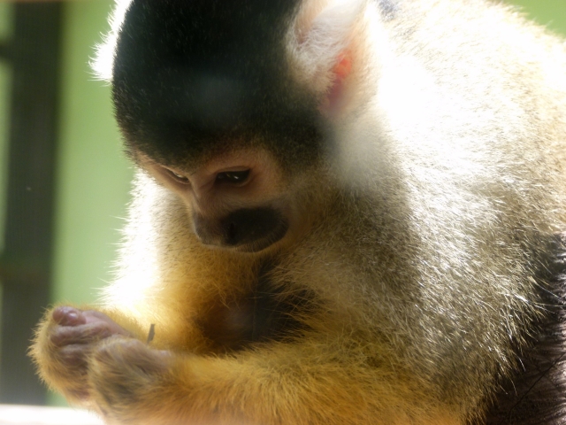 soku_17564.jpg :: リスザル 動物園 動物 哺乳類 猿 サル 