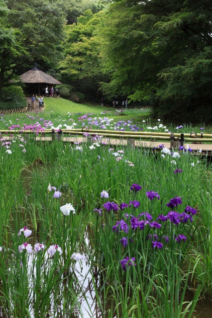 soku_17598.jpg :: 花菖蒲 明治神宮 植物 花 菖蒲 ショウブ 