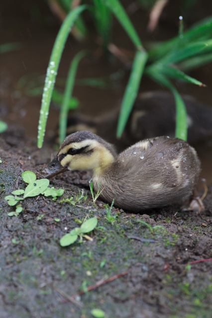 soku_17607.jpg :: 子ガモ 動物 鳥 鴨 カモ 