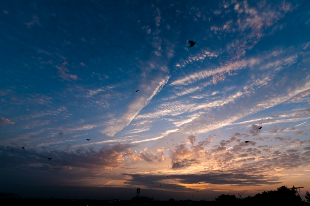 soku_17633.jpg :: 空 雲 夕焼け 鳥 ムクドリ 